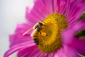 Pollen Pouches